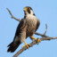Falco