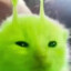 Volk