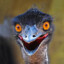 EMUinator
