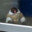 Pimpin Chimp