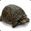 Old_Turtle