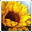 Sunflower Lovin