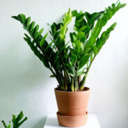 Zamioculcas