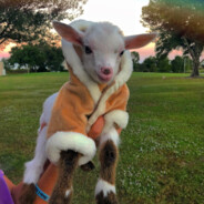 A Goat In A Coat.