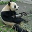 Panda with minigun