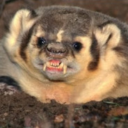 Angry Badger