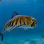 Tiger Shark