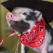 GodofPigz's Avatar