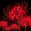 Cyrex