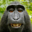 Bongomonkey