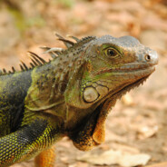 脑脑袋袋没有可爱