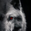 Volk