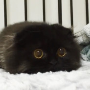 miau