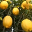 Lemon Horse