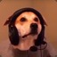 Gamer Dog