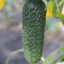 cucumber