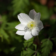 Anemone Nikoensis - steam id 76561198841714516