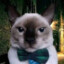 GATO DE GRAVATA
