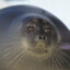 Lord Seal