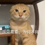 哈基天尊