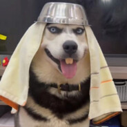 滋崩狗你麻麻石蜡