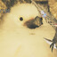 That bird from WILDS