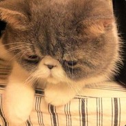 哈尔滨刚枪小王子