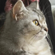 紫啧，我是巴黎的刘啊