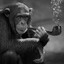 chimpcool