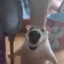 疯狂的iKun