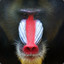 Rafiki