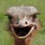 Vulgar_Ostrich