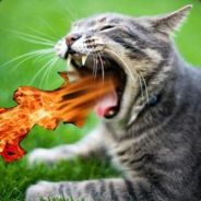 FireBreathingCat