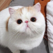 Чавкаю пенисы