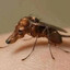 interesting critter