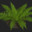 Fern