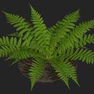 Fern