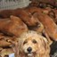 Dog Meat