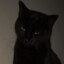 toxic cat