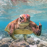 4erepawka - steam id 76561199674506009