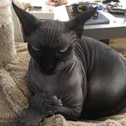 rata pelada