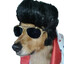 Elvis