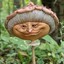 DerangedMushroom