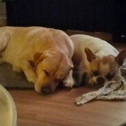 Ny#sagenERklarMARCOerENnar