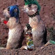 neuer ACC: Lucky_Strike...