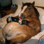 chud horse