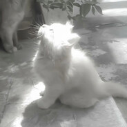 ♿egoist ベズリキー - steam id 76561198958599684