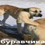 Адмирал Додепов