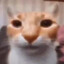 Gato Naranja
