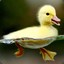 ✪fluffy duck
